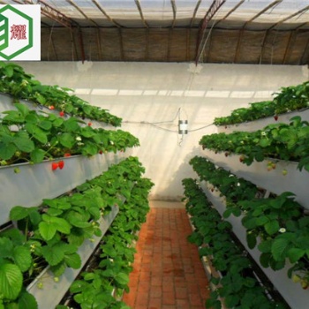 房山草莓种植槽立体栽培技术华耀品牌大力推荐