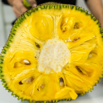 海南菠萝蜜新鲜现摘现发货源充足18-38斤
