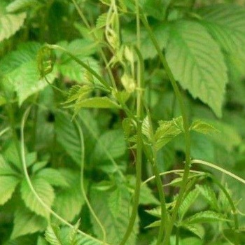 供应广西赤苍藤苗 龙须菜苗 姑娘菜苗