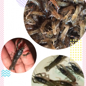 澳洲淡水龙虾 澳洲小龙虾 蓝龙 淡水养殖 成品虾