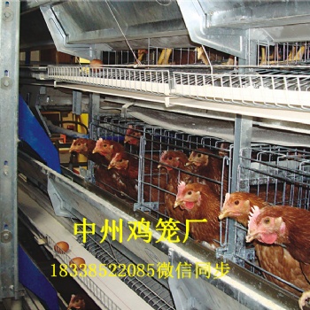 江苏鸡笼厂小型层叠蛋鸡笼阶梯式鸡笼全自动清粪机设备