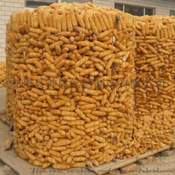 圈玉米铁丝网厂家，圈玉米铁丝网图片