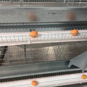 蛋鸡笼层叠式 定制养鸡设备养殖设备