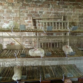 子母兔笼制造商现货新型母崽三层12位无底塑料板高档兔笼