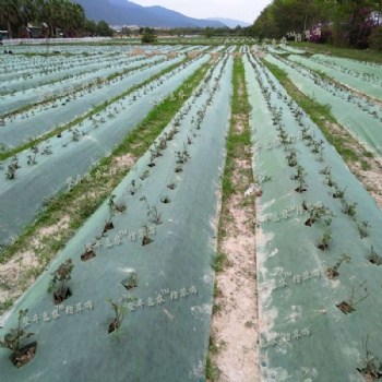 广西柑橘防草布登丰惠农透气透水保湿保肥环保可降解绿黑色白黑色防草布