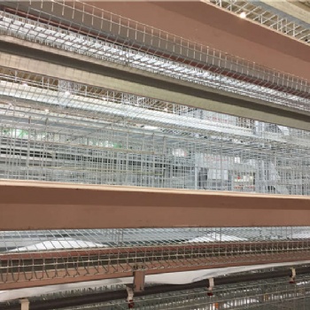 中州牧业蛋鸡笼养设备 层叠式自动化养鸡笼