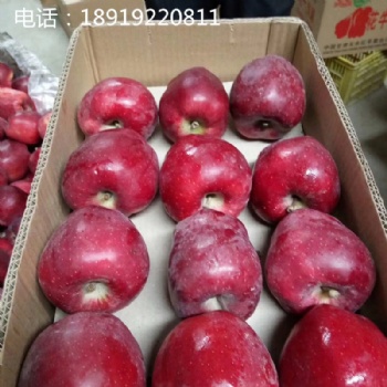 广东供应冷库**花牛苹果蛇果批发一件代发花牛苹果功效与作用