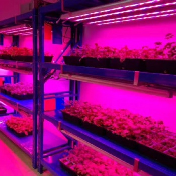 新款LED植物灯 多肉蔬菜 室内大型种植补光