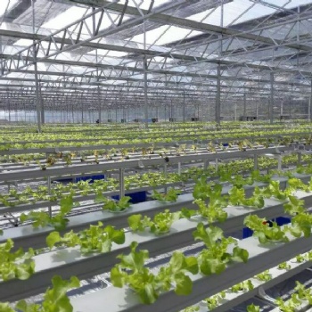 无土栽培温室/水培玻璃温室 /水培蔬菜大棚