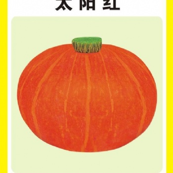 广东金记红板栗南瓜 太阳红南瓜种子