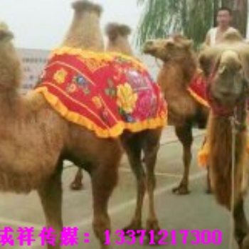 萌宠动物租赁孔雀羊驼骆驼展览