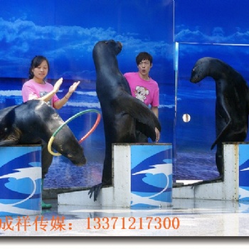 海洋生物展海狮海豚租赁表演