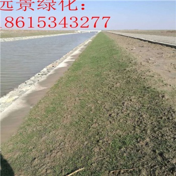 江西植生毯 加筋植生毯 带草籽的抗冲生物毯