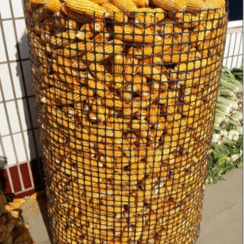 新型塑料圈玉米网厂家 抗晒 抗雨淋