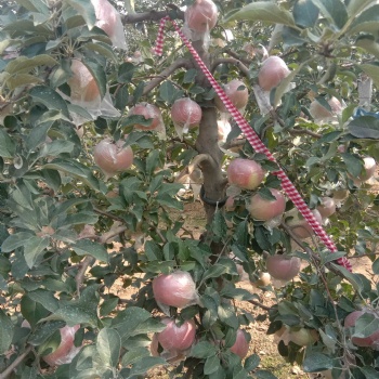 矮化，柱状苹果苗，烟富0，烟富3，烟富8，黑苹果苗，红肉苹果苗