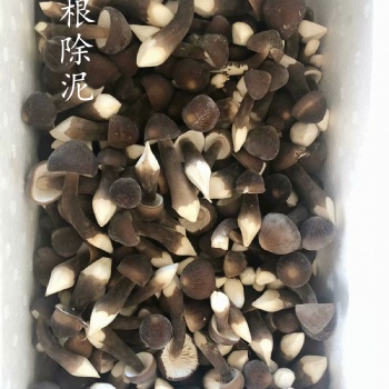 黑皮鸡枞菌大量鲜货干货批发零售菌种栽培技术培训