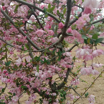 绚丽海棠，冬红海棠，垂丝海棠，西府海棠，钻石海棠，**雨点海棠