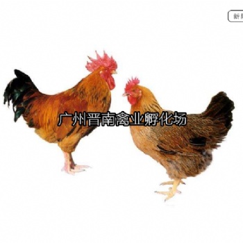 广东新陂麻鸡简介 土鸡孵化场 快大鸡苗 快速品种养肉鸡