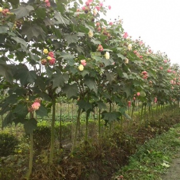 成都木芙蓉基地供应处理价格