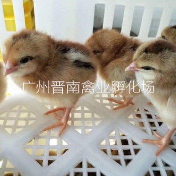大型晋南禽业孵化场 脱温鸡苗量大优惠现货 专业公司