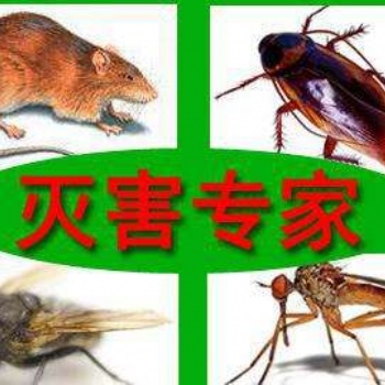 海口白蚁防治 灭老鼠