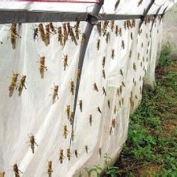 茂伦牌新料的蚂蚱网养殖纱网出售质量更加靠谱耐氧化的丝网