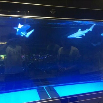 海狮表演租赁全国展演