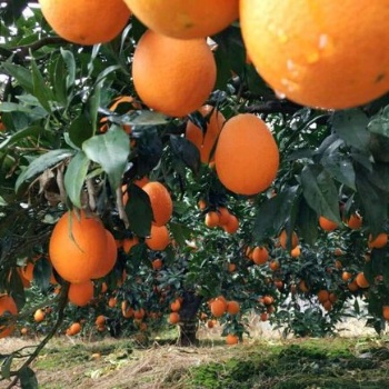 安平茂伦牌脐橙果树及果树苗防虫网罩定制大宽幅