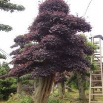 湖南浏阳红花继木价格四季红苗圃基地红花继木批发价格