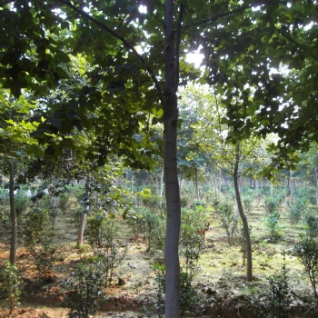 好景园林常年出售1-18公分粗精品北美枫香