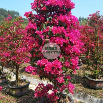 漳州花叶大红三角梅高度40cm移植苗批发出售