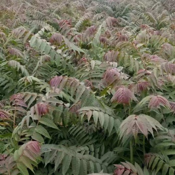 红油香椿基地香椿苗