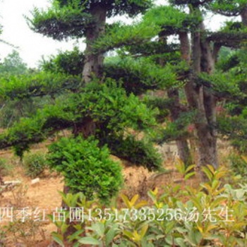 湖南浏阳花木金叶榆价格四季红苗圃基地苗木金叶榆批发价格