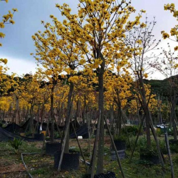 漳州米径5公分黄花风铃地苗移植苗大量抛售