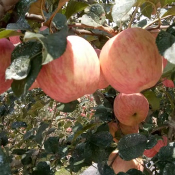 秋色扑帘 苹果红了 爱上洛川苹果往往会是一生