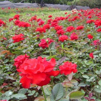 湖南浏阳花木月季价格四季红苗圃基地苗木月季批发价格