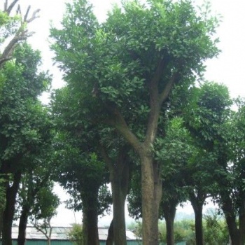 湖南浏阳花木香泡价格四季红苗圃基地香泡批发价格