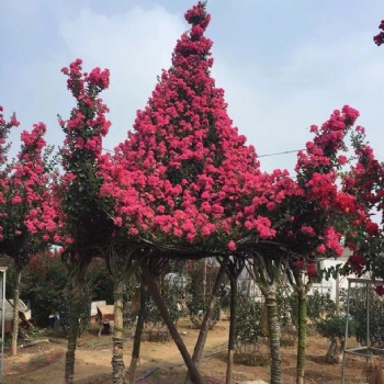 紫薇花亭园艺 亭子造型骨架 紫薇绿化风景