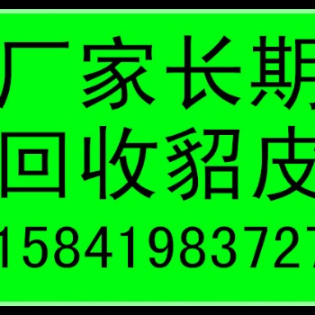 哈尔滨收貂皮的哈尔滨回收貂皮的哈尔滨收购貂皮的