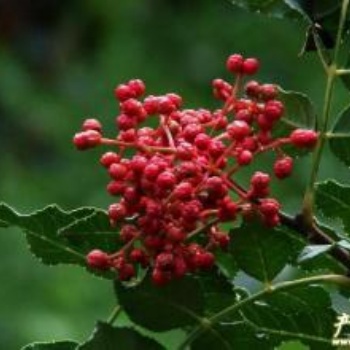 临沂花椒苗、大红袍花椒苗产地批发