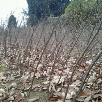 山东板栗苗【量大质优品种齐全】-临沂浩森板栗苗种植基地