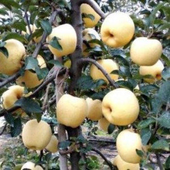 维纳斯黄金苹果苗|鲁丽苹果苗|烟富8苹果苗|矮化苹果树苗|★山东浩森苗木