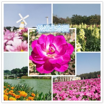 深圳龙华东莞周边有名的农家乐一日游推荐松湖生态园