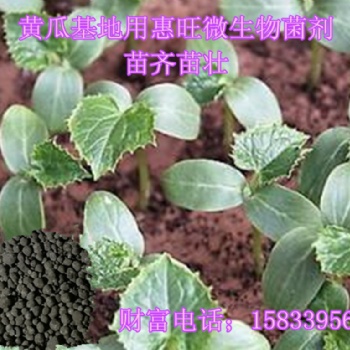 河北基地微生物菌剂供应 惠旺微生物菌剂厂家 黄瓜用生物有机肥苗壮