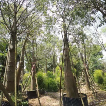 昆士兰瓶干树 珍贵稀有树种庭院盆栽地栽景观植物 澳州佛肚树