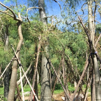 实生象腿树大型沙漠植物 象腿木辣木科原产马达加斯加 树干粗大