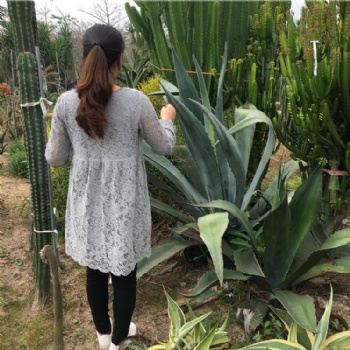 大型剑麻龙舌兰盆栽景观 庭院绿化银灰色植物 篱笆观赏 造景沙漠