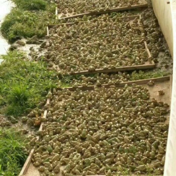 厂家各种目数青蛙养殖防逃网