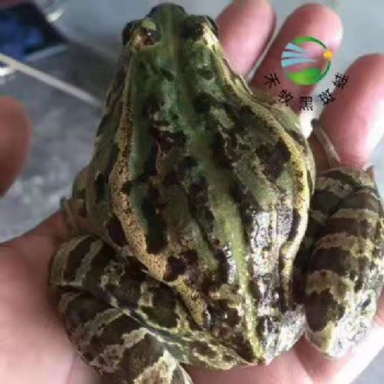 禾牧黑斑蛙的养殖要点分析
