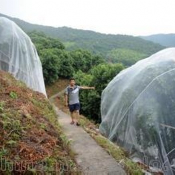 脐橙防虫网厂家 防腐蚀 抗老化 耐酸碱